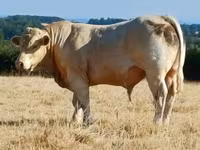 Ցուլ, Charolais cattle — լուսանկար 2
