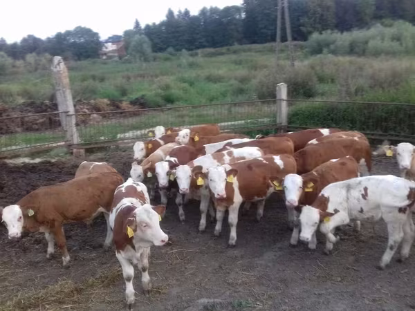 सांड, Simmental cattle