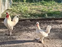 Chickens — फ़ोटो 1