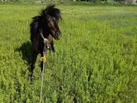 Ձի, American shetland pony — լուսանկար 6