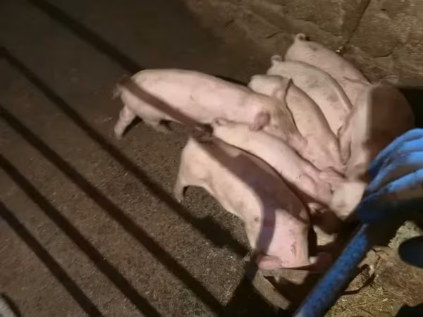 Sow, Pigs — Armenia