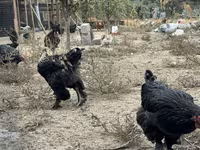 Chickens — फ़ोटो 2