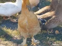 Brahma — photo 7