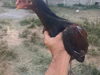 Chickens — 2-сурет