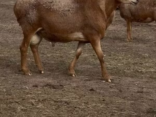 Ոչխար, Arashan sheep