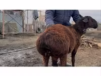 Carneiro, Hissar sheep — foto 1