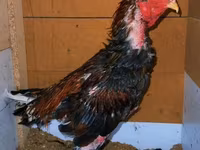 Chickens — Foto 4