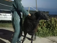 Խոյ, Karakul sheep — լուսանկար 2