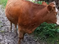 Vaca, Ganado vacuno — foto 6