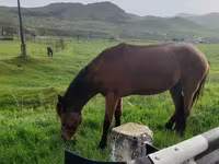 Horse (M), Horses — photo 3