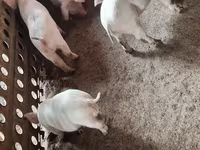 Eber, Schweine — Foto 3
