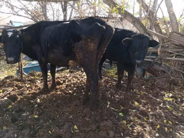 Cow, Cattle