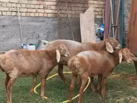 Ոչխար, Arashan sheep — լուսանկար 3