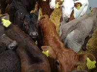 牛只（批次，未指定性别）, Cattle — 照片 1