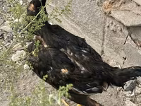 Ինդիան Գեյմ — լուսանկար 7
