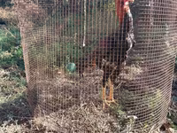 Chickens — foto 2