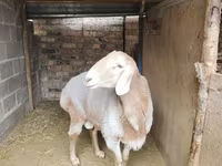 मेढ़ा, Arashan sheep — फ़ोटो 3