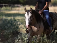 Stute, Quarter Horse — Foto 6