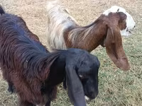 Ешкі, Damask goat — 2-сурет