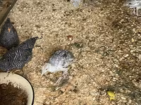 أبيض عريض الصدر — الصورة 1