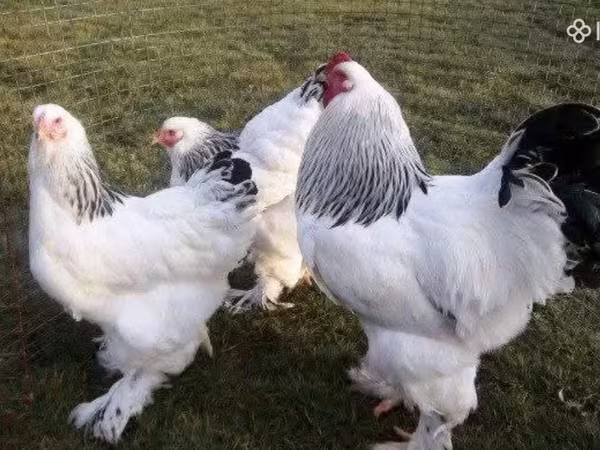 Brahma