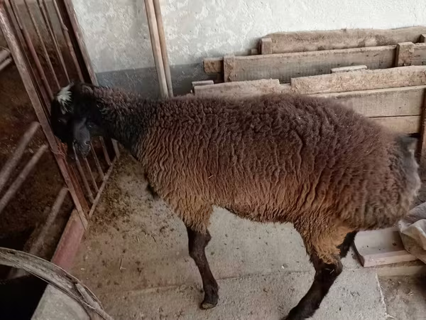 मेढ़ा, Blackheaded Persian sheep