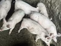 Säue, Schweine — Foto 1