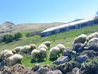 Ոչխար, Ոչխարներ — լուսանկար 2