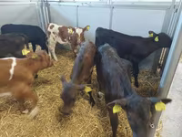 Cow, Simmental cattle — photo 3