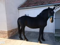 Mare, Hungarian horse breed — photo 1