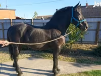 Mare, Hungarian horse breed — photo 4