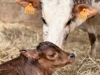 Bulle, Zebu — Foto 1
