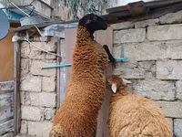 Ոչխար, Ոչխարներ — լուսանկար 2