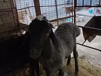 मेढ़ा, Blackheaded Persian sheep — फ़ोटो 4
