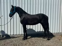 حصان, Friesian — الصورة 4