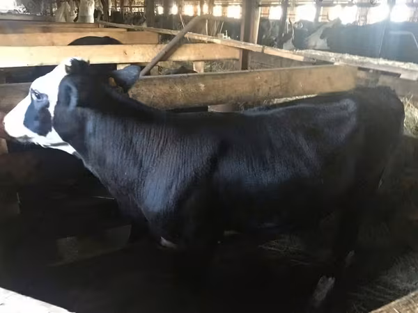 Cow, Yaroslavl cattle