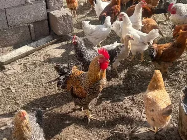 Chickens — Армения