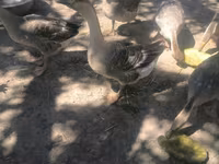 Geese — Foto 4