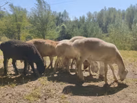Խոյ, Afghan Arabi sheep — լուսանկար 4