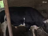 Bull, Russian Black pied cattle — photo 6