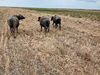 Կով, Աֆրիկյան Բուֆալո — լուսանկար 4