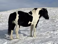 Hengst, Mugalzhar horse — Foto 1