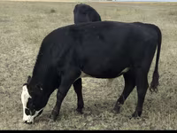 母牛, Red Polled Cow — 照片 3