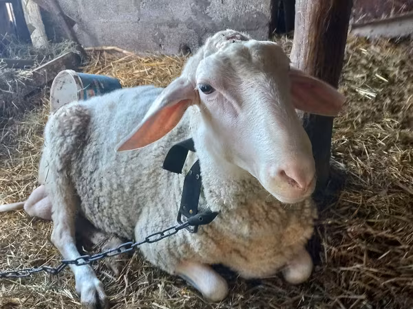 Խոյ, Awassi sheep