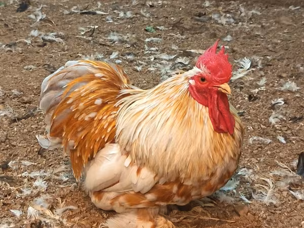 كوشين