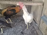 Chickens — լուսանկար 1