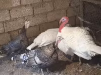 Turkeys — Foto 1