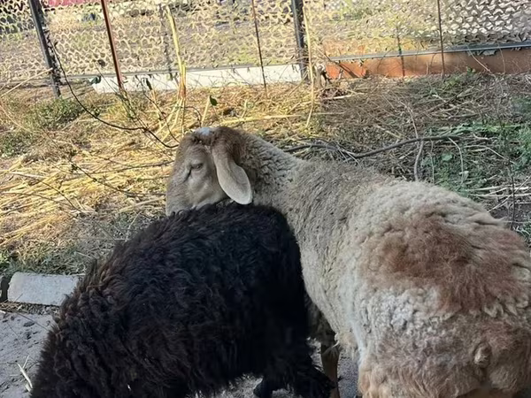 Խոյ, Hissar sheep