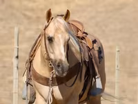 Hengst, Quarter Horse — Foto 6