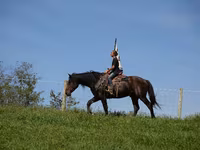 Ձի, Racking Horse — լուսանկար 2